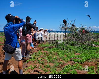 Touristen fotografieren Vögel Fregatte Stockfoto