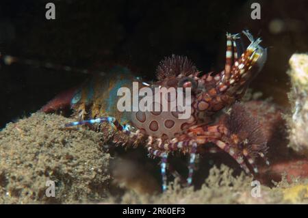 Marmorierte Garnelen, Saron sp., Nachttauchen, Drachentauchplatz, Manado, Sulawesi, Indonesien Stockfoto