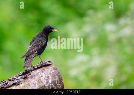 Starling, Sturnus vulgarus, hoch oben auf einem Baumstamm Stockfoto