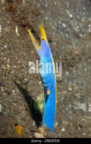 Männlicher Blauer Ribbon-Aal, Rhinomuraena quaesita, in Loch auf Sand, Polizei Pier Tauchplatz, LembritStraits, Sulawesi, Indonesien Stockfoto