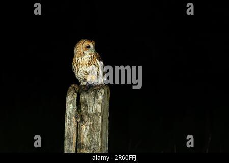 Tawny Owl, Strix aluco, hoch oben auf einem Posten in der Familie Stockfoto