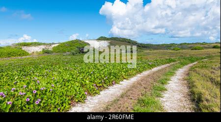 Landstraße entlang des wunderschönen violetten Blumenfeldes. Stockfoto