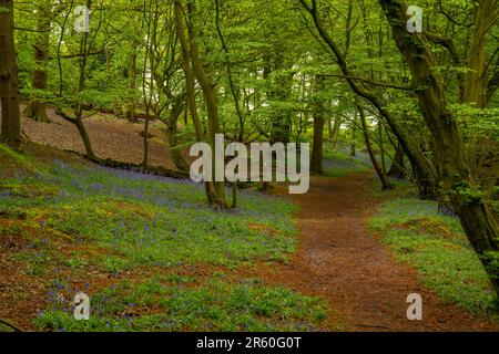 Bluebells in Swan und Cygnet Woods Stock Essex Stockfoto