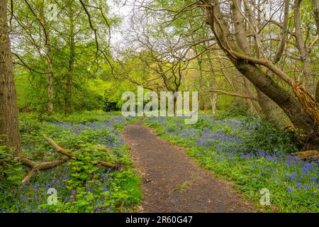 Bluebells in Swan und Cygnet Woods Stock Essex Stockfoto