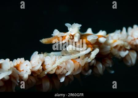 Krabben von Drahtkorallen (Xenocarcinus tuberculatus) auf Schwarzdrahtkorallen, Cirrhipathes sp., Makewide Dive Site, Lempriv Straits, Sulawesi, Indonesien Stockfoto