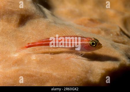 Gestreifter Triplefin, Helcogramma striata, On Sponge, Porifera Phylum, Makewide Tauchplatz, Lempriv Straits, Sulawesi, Indonesien Stockfoto