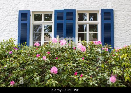 Altes deutsches Haus mit Holzfenstern, Holzläden und Rhododendron-Blumen, Wachtendonk, Deutschland Stockfoto