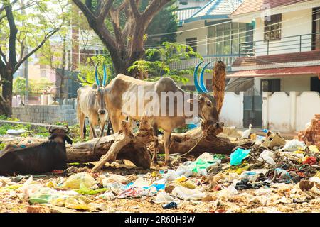 Kühe ruhen in den Müllhalden Indiens. Cochin, Kerala, Indien - 28. März 2017. Stockfoto