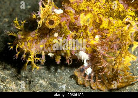 Weedy Scorpionfish, Rhinopias frondosa, Aer Perang Tauchplatz, Lembeh Straits, Sulawesi, Indonesien Stockfoto