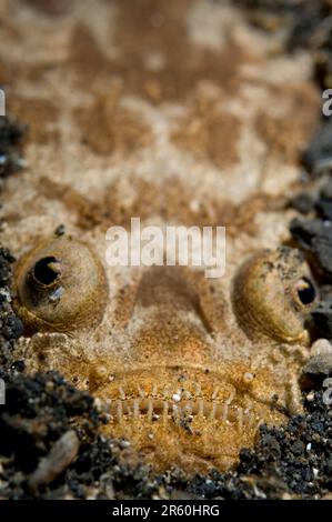 Marmorierte Stargazer, Uranoscopus bicinctus, begraben in Sand, Aer Perang Tauchplatz, Lembritstraße, Sulawesi, Indonesien Stockfoto