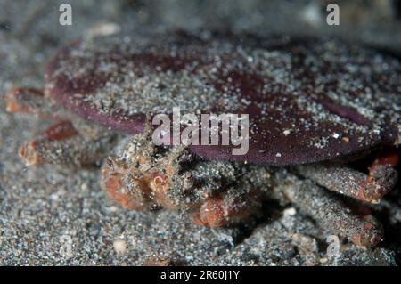 Doripped Crab, Dorippe Frascone, Carry Pancake Sand Dollar, Echinodiscus auritus, on Sand, Pantai Parigi Tauchplatz, LembritStraits, Sulawesi, Indon Stockfoto