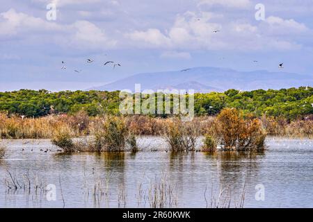 Clot de Galvany Naturpark. Wichtige Feuchtgebiete in der Valencianischen Gemeinschaft. Befindet sich in Elche, Provinz Alicante, Spanien. Stockfoto