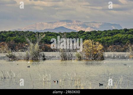 Clot de Galvany Naturpark. Wichtige Feuchtgebiete in der Valencianischen Gemeinschaft. Befindet sich in Elche, Provinz Alicante, Spanien. Stockfoto