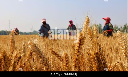 Peking, Chinas Provinz Jiangsu. 6. Juni 2023. Bauern arbeiten auf einem Weizenfeld im Haizhou District in Lianyungang, Ostchina Provinz Jiangsu, 6. Juni 2023. Der 6. Juni dieses Jahres markiert die Ankunft von „Mangzhong“ oder „Grain in Ear“, dem neunten von 24 Solarbedingungen im chinesischen Mondisolar-Kalender. Sie steht für die Reifung der Kulturen und ist auch für die Landwirte eine geschäftige Zeit. Kredit: Geng Yuhe/Xinhua/Alamy Live News Stockfoto