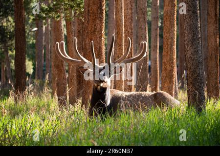 Bei Sonnenaufgang im Rocky Mountain National Park, Colorado, USA, liegt ein Wapitihirsch mit Samtgeweih im Pinienwald Stockfoto