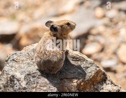 Pika on Rock im Trail Ridge im Rocky Mountain National Park ist ein kleines Säugetier, das in höheren Lagen von Colorado, USA, lebt Stockfoto