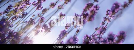 Blick von unten auf violette Lavendelblumen, Sonne und blauen Himmel, Panoramablick auf den Sommerkopf Stockfoto