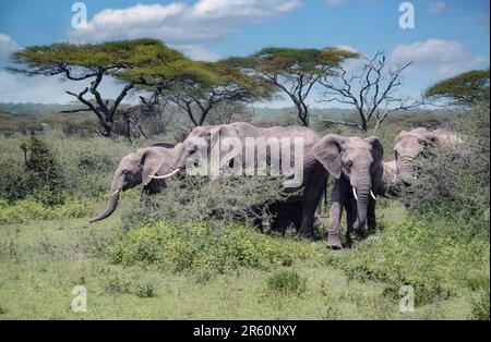 Elefantenherde unter Akazienbäumen im Serengeti-Nationalpark von Tansania, Afrika Stockfoto