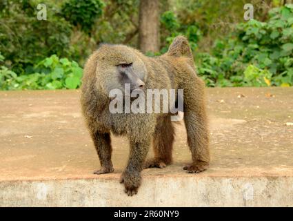 Wilde männliche Olivepavian im Nahporträt der Besucher im Serengeti-Nationalpark in Tansania Stockfoto