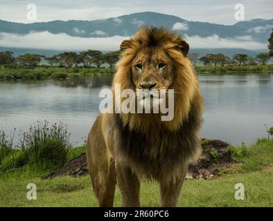 Afrikanischer männlicher Löwe am blauen See am bewölkten Tag Tansania, Afrika Stockfoto