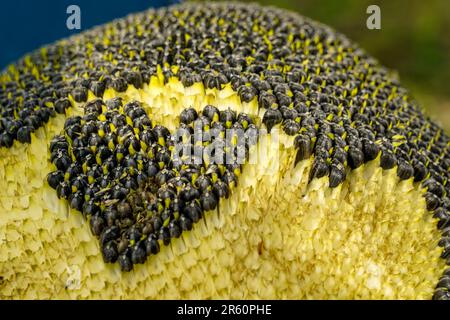 Sonnenblumenkerne mit Herzform in der Nahaufnahme der Oberfläche Stockfoto