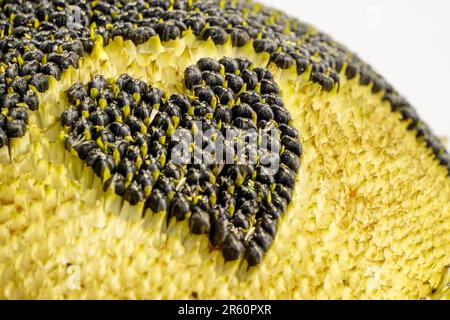 Sonnenblumenkerne mit Herzform in der Nahaufnahme der Oberfläche Stockfoto
