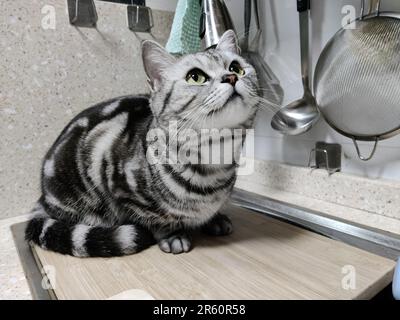 Eine graue Tabby-Katze auf einer hölzernen Küchentheke, unter einem Metalltopf, der an einem Regal hängt Stockfoto