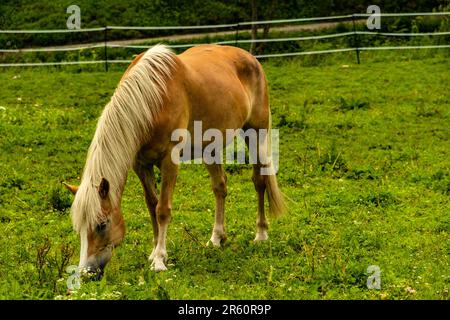 Ein Kastanienpferd, das auf dem üppigen grünen Gras in einer ruhigen Umgebung im Freien weidet. Stockfoto