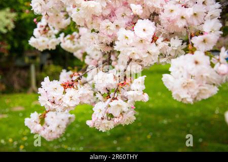 Zierkirschblüte, Medstead, Hampshire, England, Vereinigtes Königreich. Stockfoto