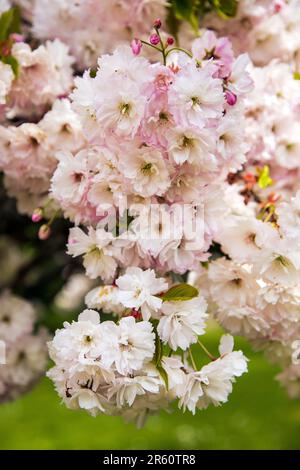 Zierkirschblüte, Medstead, Hampshire, England, Vereinigtes Königreich. Stockfoto