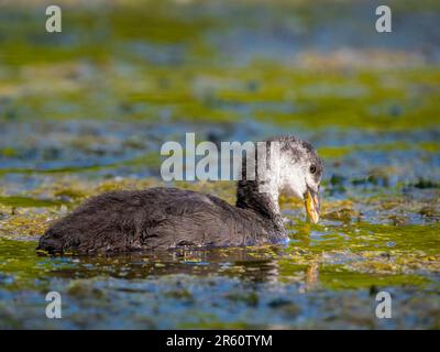 Ein junger eurasischer Coot (Fulica atra), auch bekannt als der gemeinsame Coot, Stockfoto