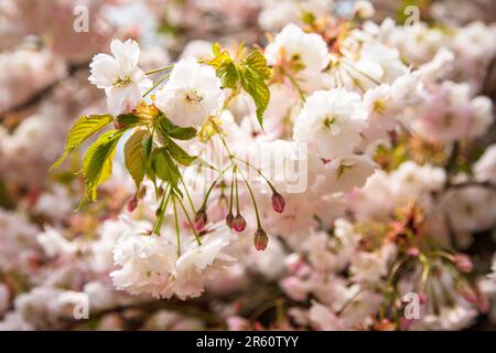 Zierkirschblüte, Medstead, Hampshire, England, Vereinigtes Königreich. Stockfoto