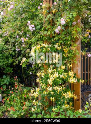 Eine Masse rosa Rambling Roses und gelber Honigsauger, die sich über eine hölzerne Pergola in einem Garten verflechten Stockfoto