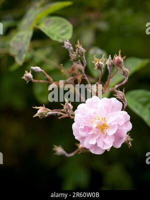 Eine einsame, duftende, blassrosa, schlüpfrige Rosenblume Stockfoto