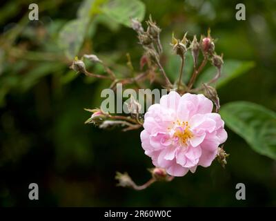 Eine einsame, duftende, blassrosa, schlüpfrige Rosenblume Stockfoto