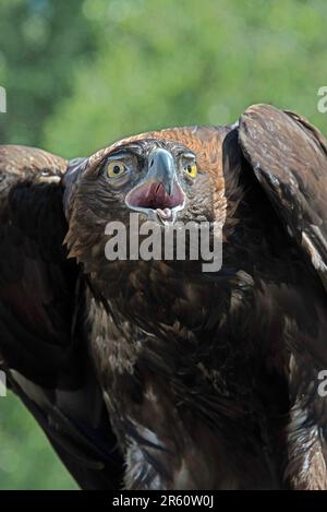 Goldener Adler ruft Nahaufnahmen-Porträt auf der Wiese Stockfoto