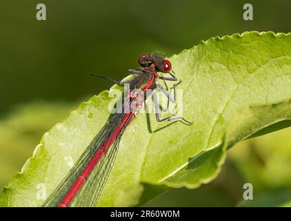 Ein männlicher großer roter Damselfisch (Pyrrhosoma nymphula), ruhend auf einem Blatt Stockfoto