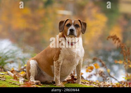 Ein fröhlicher brauner und weißer Hund, der zufrieden in einem Bett mit heruntergefallenen Blättern sitzt und sich im warmen Herbstsonnenlicht sonnt Stockfoto