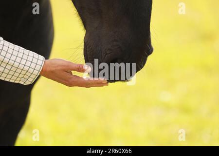 Nahaufnahme der Hand einer Frau, die einen Maulkorb berührt Stockfoto