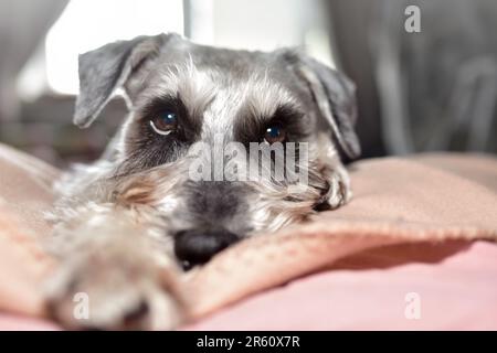 Schnauzer-Hund liegt auf dem Bett. Der Hund sieht gut aus und liegt auf dem Bett. Süßer Hund mit netten Augen. Stockfoto