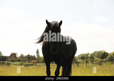 Ein Pferd, das auf einem Feld ruht Stockfoto