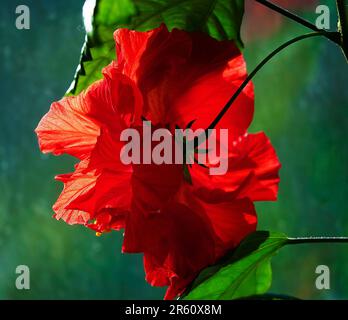 Hibiskus- oder Porzellanrosenblütenpflanze in der Blütezeit Stockfoto