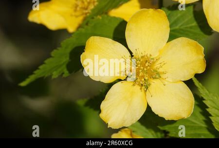 Gelbe Blumen Kerria japonica während der Blütezeit aus der Nähe sehr zart und schön Stockfoto