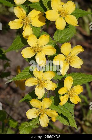 Gelbe Blumen Kerria japonica während der Blütezeit aus der Nähe sehr zart und schön Stockfoto