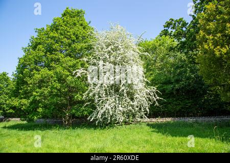 Hawthorne Baum in voller Blüte mit Mai Blüte in der britischen Landschaft Stockfoto