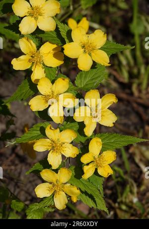 Gelbe Blumen Kerria japonica während der Blütezeit aus der Nähe sehr zart und schön Stockfoto