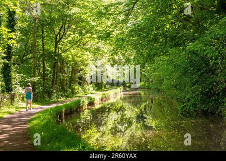 Frau, die auf dem ruhigen, von Bäumen gesäumten Weg des Monmouth und Brecon Canal in der Nähe von Llangattock Powys Wales spaziert Stockfoto