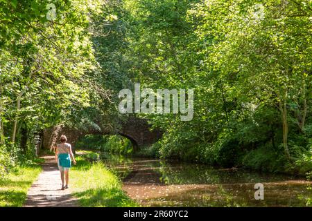 Frau, die auf dem ruhigen, von Bäumen gesäumten Weg des Monmouth und Brecon Canal in der Nähe von Llangattock Powys Wales spaziert Stockfoto