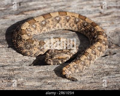 Eine Nahaufnahme eines Horned Adder (Bitis caudalis), einer gefährlich giftigen Schlange aus dem südlichen Afrika Stockfoto