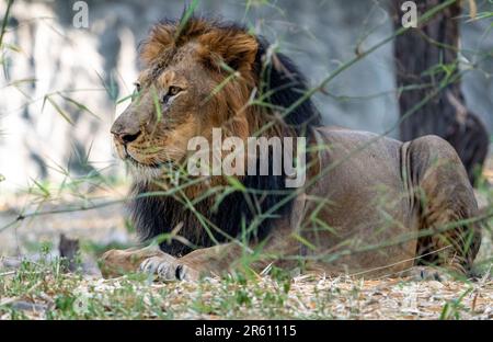 Ein majestätischer afrikanischer Löwe, der sich in einer grasbewachsenen Landschaft inmitten von Bäumen und Felsen befindet Stockfoto